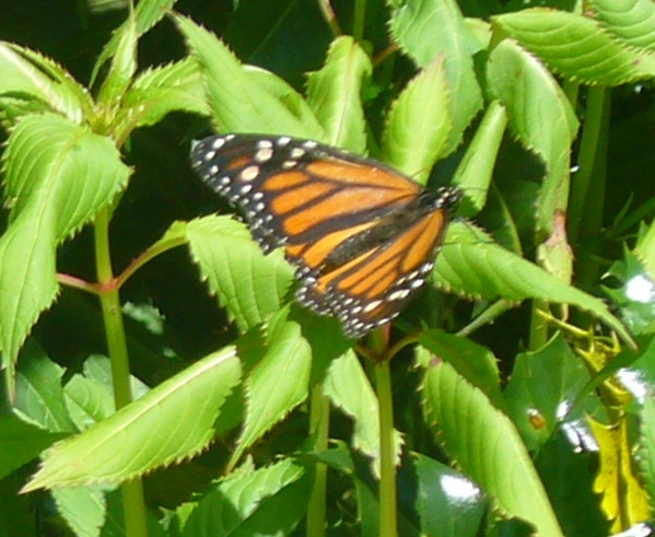 Rare Monarch butterflies seen in Rochdale Cemetery at the Garden of Remembrance