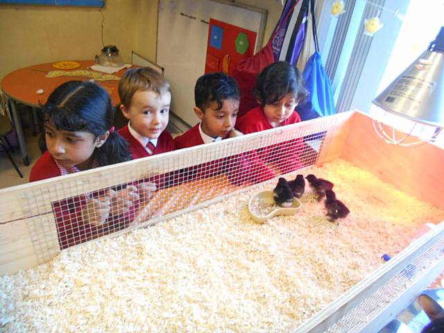 Beech House School Nursery have incubated some chick eggs and watched them hatch