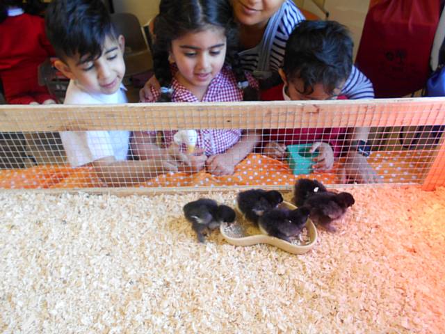 Beech House School Nursery have incubated some chick eggs and watched them hatch