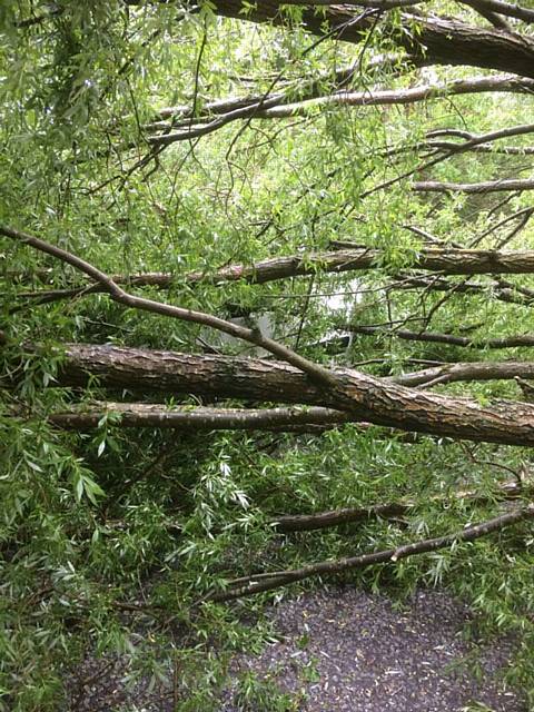 Michael Howarth's lucky escape after a 50ft tree fell on top of his van, the white van is just visible through the leaves