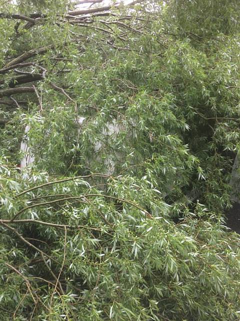 Michael Howarth's lucky escape after a 50ft tree fell on top of his van