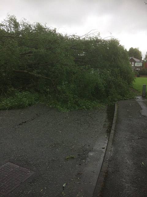 Michael Howarth's lucky escape after a 50ft tree fell on top of his van