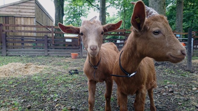 Golden Guernsey Goats