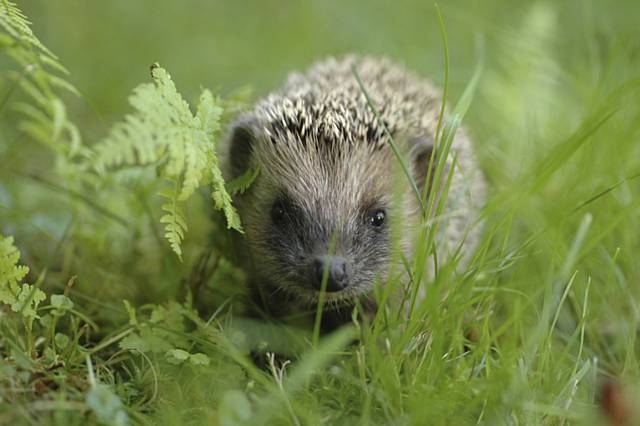 Hedgehog looking through grass