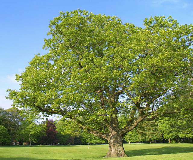 The red oak tree in Longford Park, Trafford, which is estimated to be between 162 and 214 years old