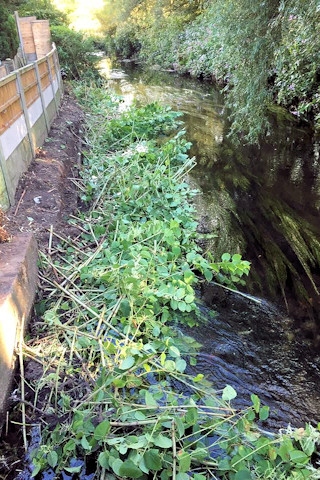 Japanese knotweed dumped in Wince Brook