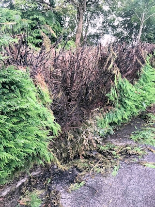 A number of trees have been vandalised recently on the Caldershaw estate