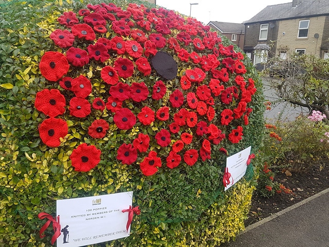 100 poppies knitted by the WI