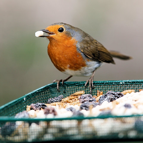 Robin eating a mealworm and suet gourmet mix 