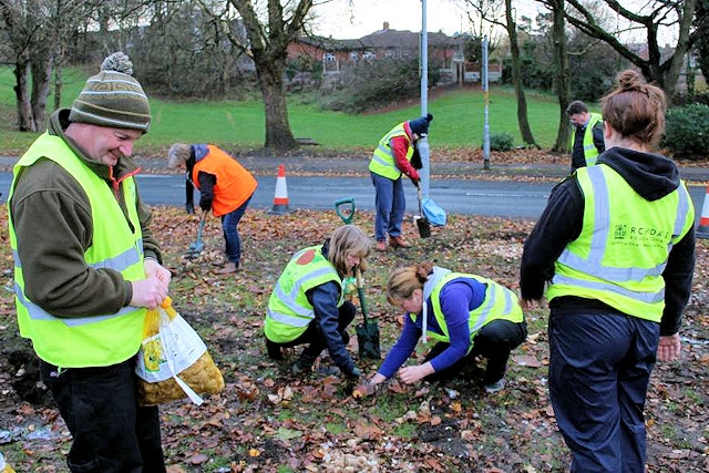 Middleton in Bloom planted scores of daffodil bulbs in Alkrington