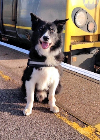 British Transport police dog Mojo