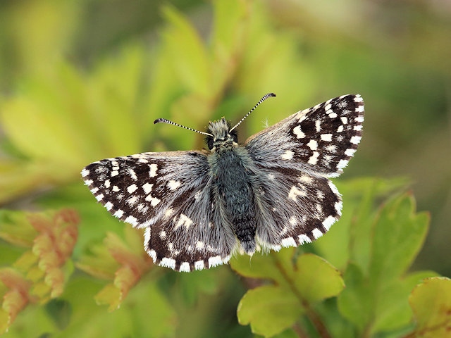 Grizzled Skipper, Butterfly