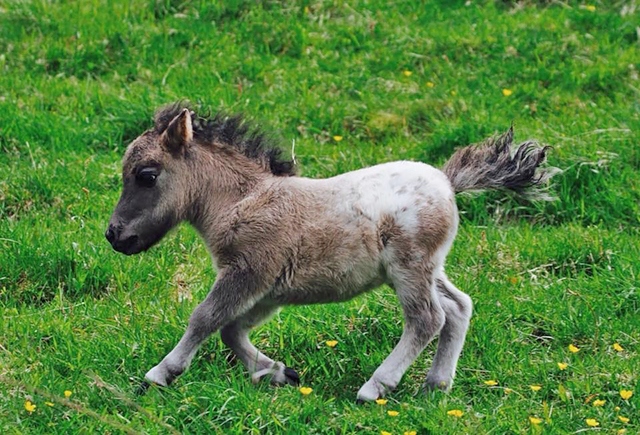 Miniature horse at Lane Foot Petting Farm 