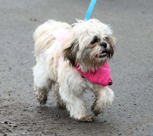 Doggy Dash for Life 2018