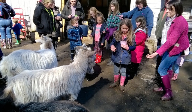 Lane Foot Petting Farm, Hollingworth Lake Country Park