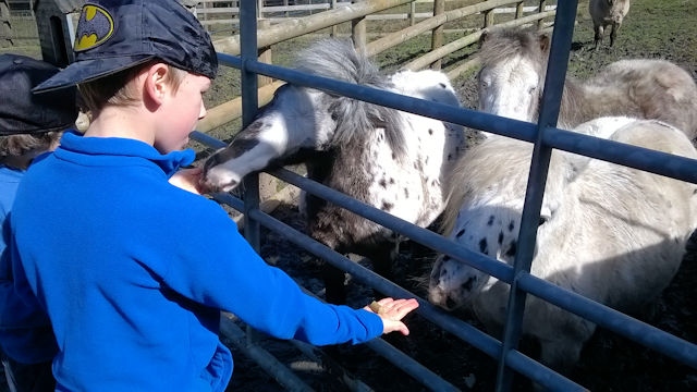 Lane Foot Petting Farm, Hollingworth Lake Country Park