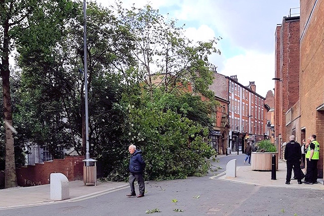 A tree fell on Bailie Street