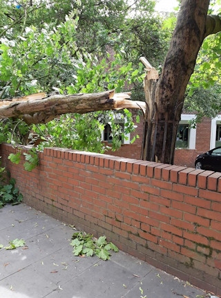 The tree on Bailie Street split
