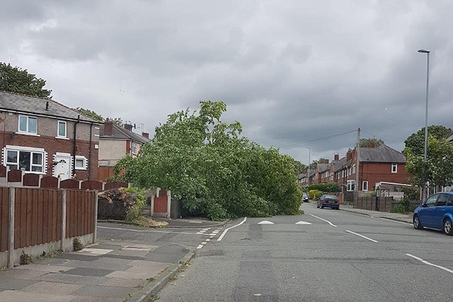 The tree at the corner of Byron and Boarshaw Roads
