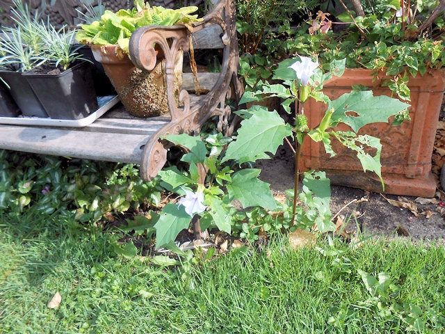 Thornapple, a member of the nightshade family growing wild in a garden in Bamford