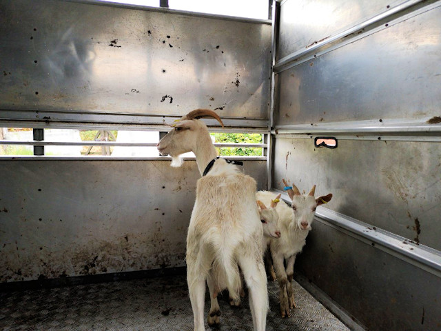 The nanny goat and her two kids