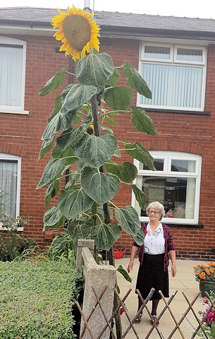 Margaret Richardson with her enormous sunflower