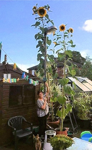 Mal with her skyscraping sunflower