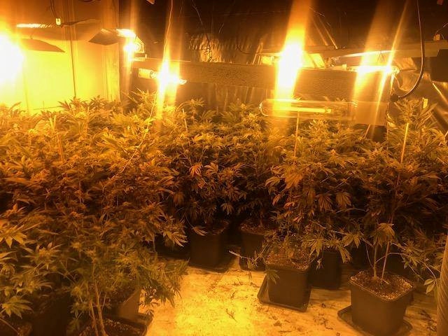 Cannabis plants seized in Castleton