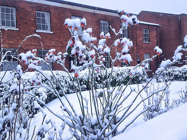 Snow on rosehips