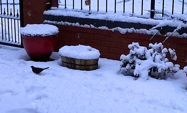 A bird looks for food in a snowy garden