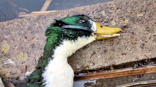 Duck with plastic waste round its neck and beak