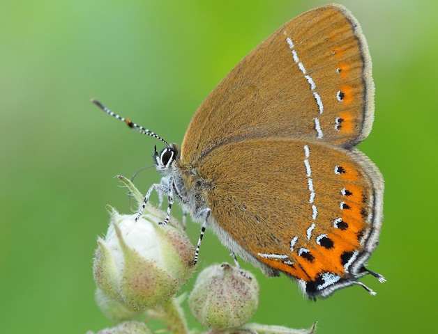 Black Hairstreak butterfly