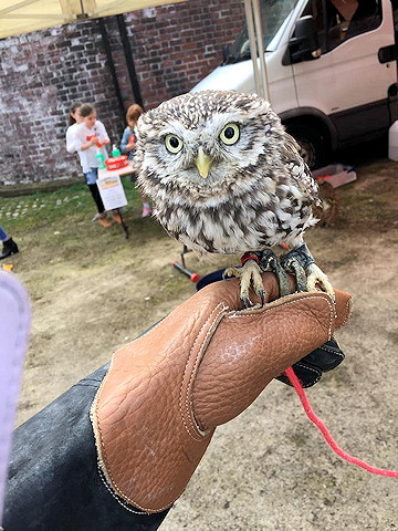 Hyndburn Hooters' little owl