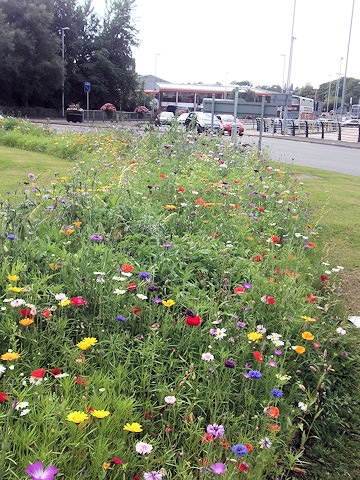 Wildflower meadow 