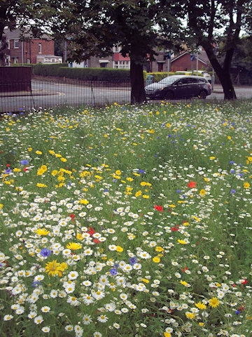 Wildflower meadow 