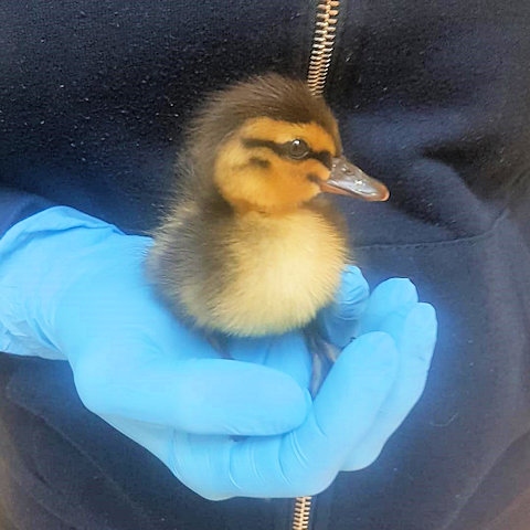 Duckling