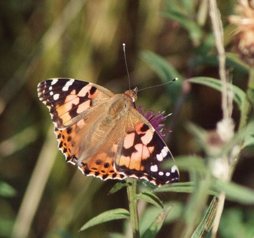 The Painted Lady butterfly seen in the Rochdale area 