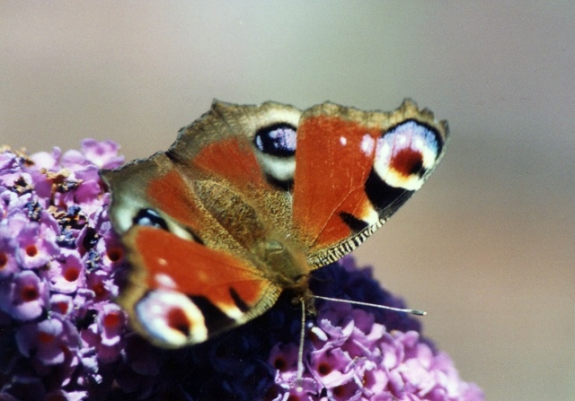 The Peacock butterfly seen in the Rochdale area 