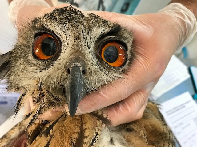 This European Eagle was blind and emaciated but is now thriving with a specialist keeper and has a mate