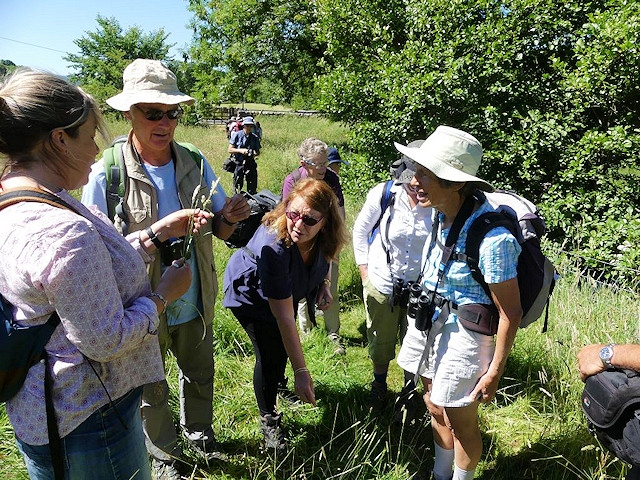 Members of Rochdale Field Naturalists' Society looking at grasses