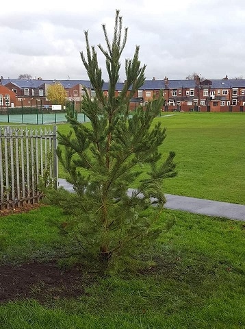 Any small handmade decorations by children will be added to the display on the fir tree or in the planters