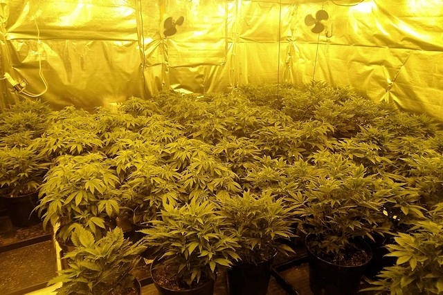 Cannabis farm discovered at a property on Cheetham Street, Rochdale