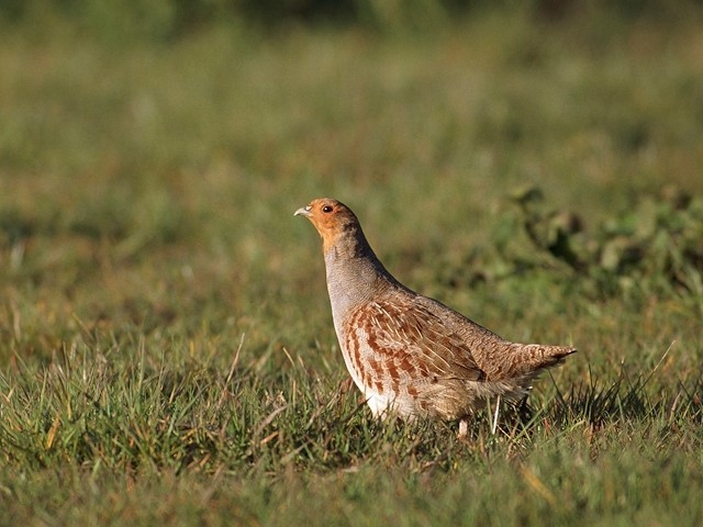 A grey partridge