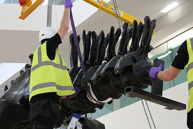 Dippy the dinosaur - part of the tail is attached