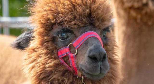 Dougal the alpaca