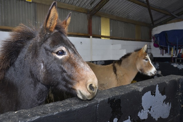 Mules Molly and Dottie at Bleakholt Animal Sanctuary