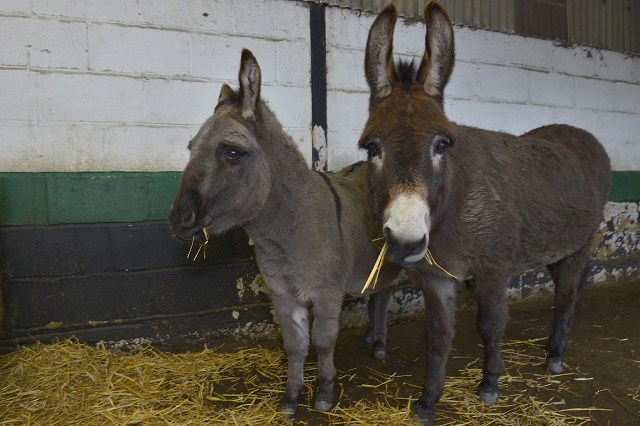 Donkeys Hughie and Ana at Bleakholt Animal Sanctuary