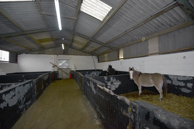 A new stable roof is needed for the donkeys and mules at Bleakholt Animal Sanctuary