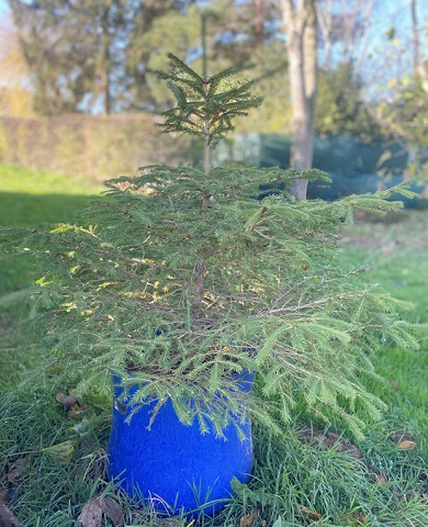 A potted Christmas tree can be kept in its pot outside on the patio