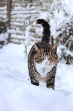 Ensure cats have constant access to the house or to a warm, indoor area such as an outbuilding or barn (pictured: a tabby cat in the snow)